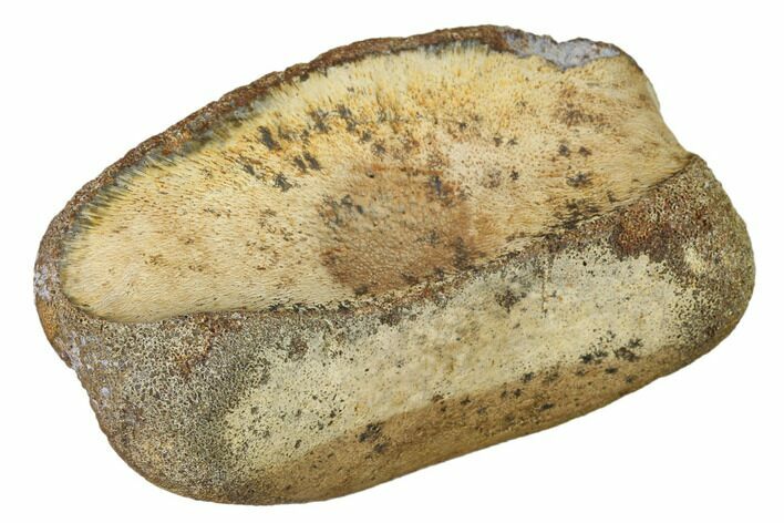 Fossil Hadrosaur Toe Bone - Montana #159695